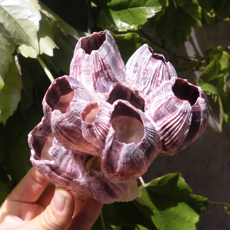 天然海螺贝壳藤壶海莲花贝 卷贝鱼水族鱼缸造景装饰 紫珊瑚摆件